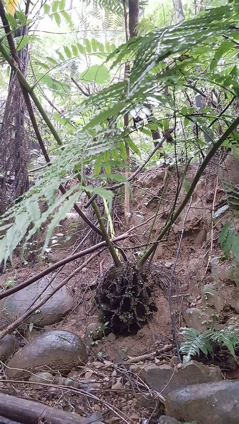 觀音座蓮 姿勢|福星花園: 台灣觀音座蓮